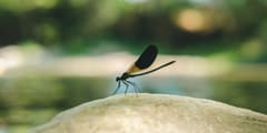 Demoiselle posée sur une pierre au bord de l’eau