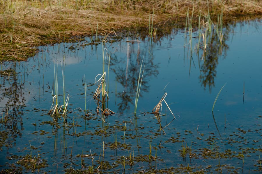 Roselière et eau libre : une zone humide se délimite au sol, à la végétation et à l’hydromorphie.